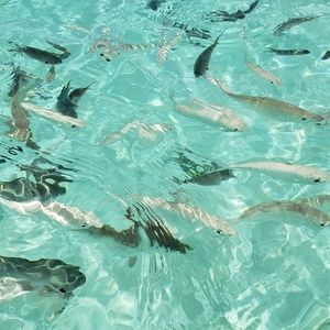 Meet your Posher, Renee